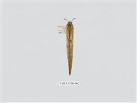 藏品(蟻蛉6)的圖片